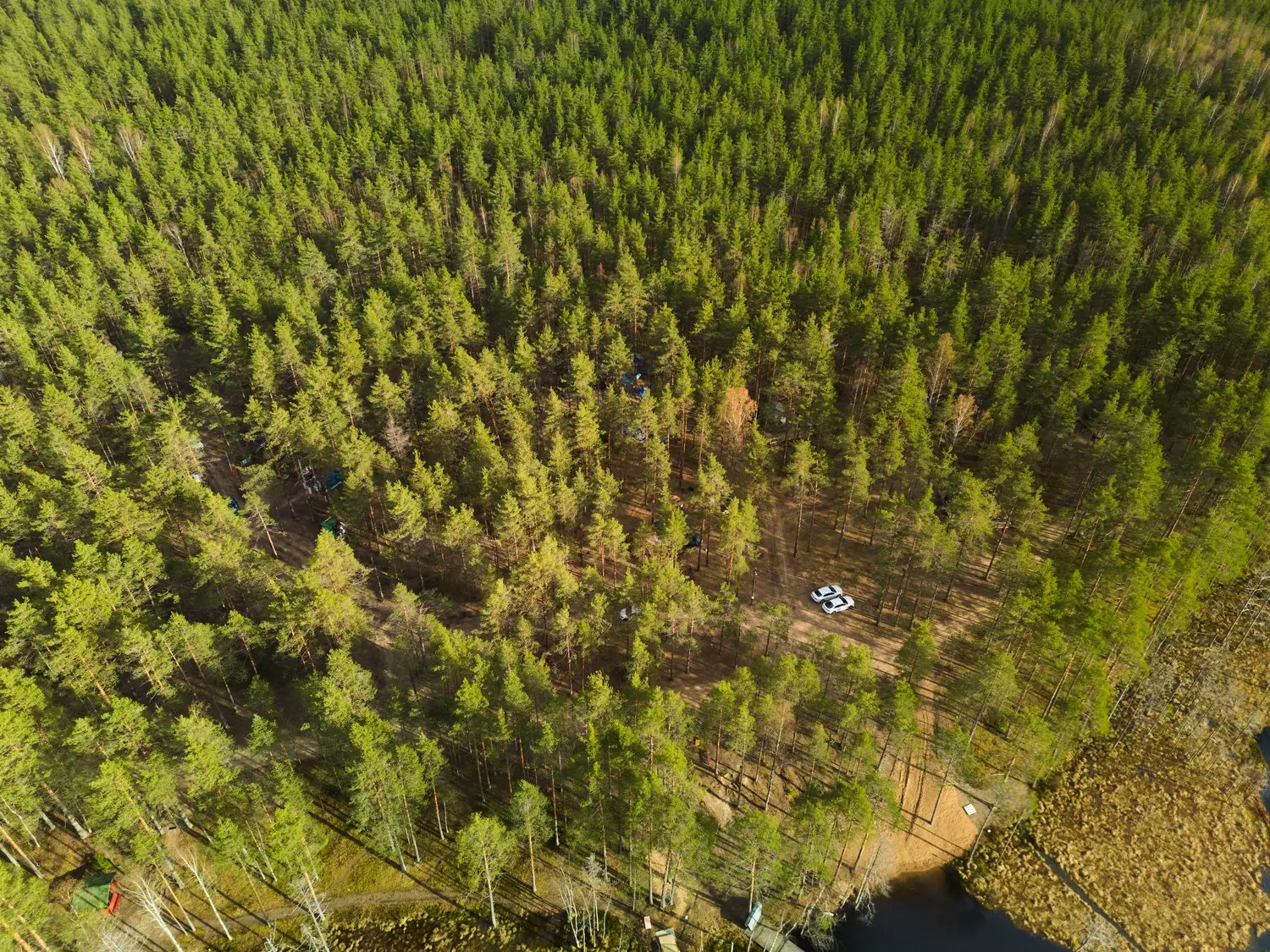 Gospodarka leśna: Zrównoważony rozwój i ochrona bioróżnorodności